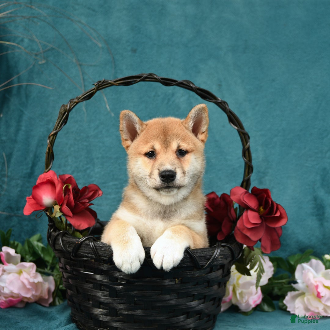 Shiba Inu dogs for sale: Elliot - Image 5