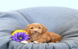 Mini Goldendoodle dogs for sale: Lola - Image 4