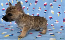 Cairn Terrier dogs for sale: Jane - Image 4