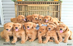 Golden Retriever dogs for sale: Kyle - Image 5