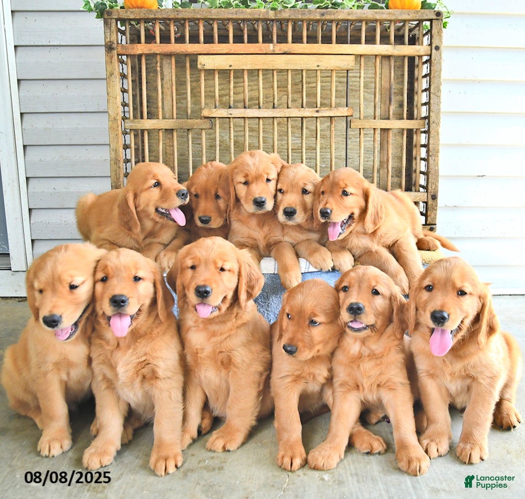 Golden Retriever dogs for sale: Kyle - Image 5