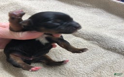 Yorkshire Terrier dogs for sale: Dodge - Image 2