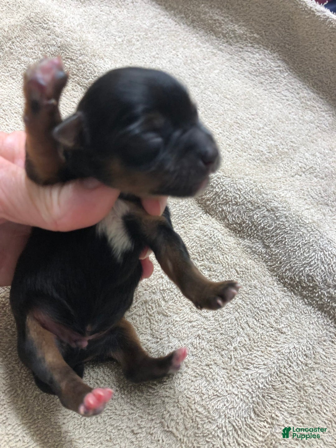 Yorkshire Terrier dogs for sale: Dodge - Image 2