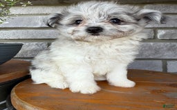 Pomapoo dogs for sale: Mason - Image 10
