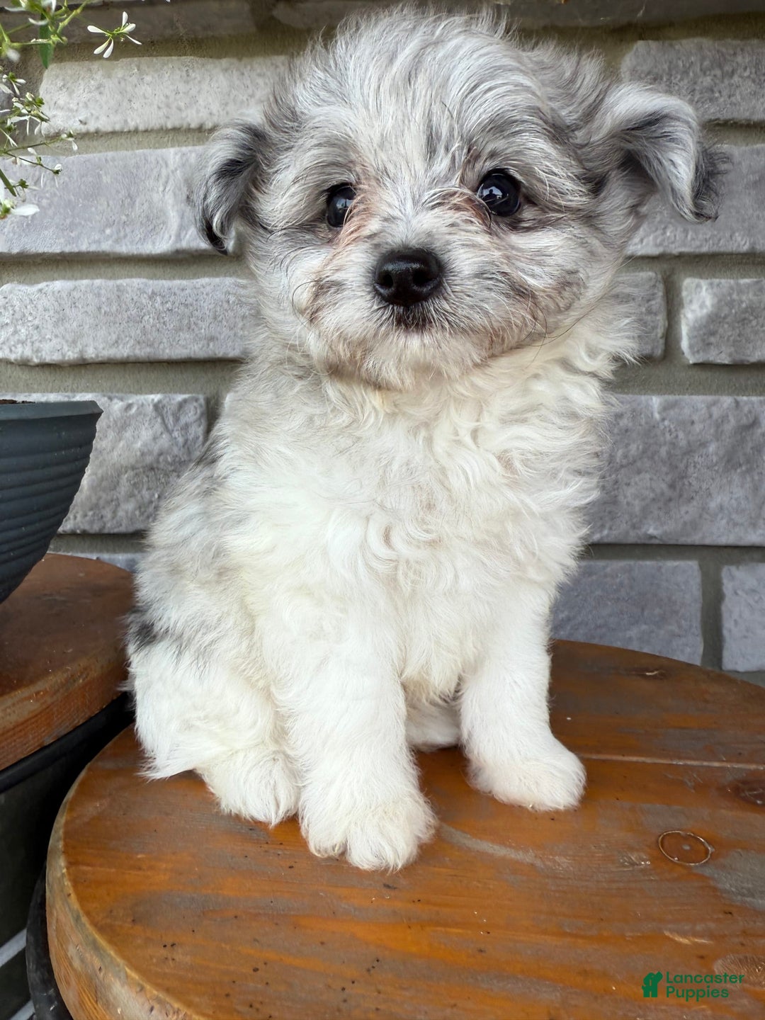 Pomapoo dogs for sale: Mason - Image 10