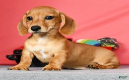 Miniature Dachshund dogs for sale: Diego - Image 7