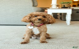Mini Goldendoodle dogs for sale: Chloe - Image 12