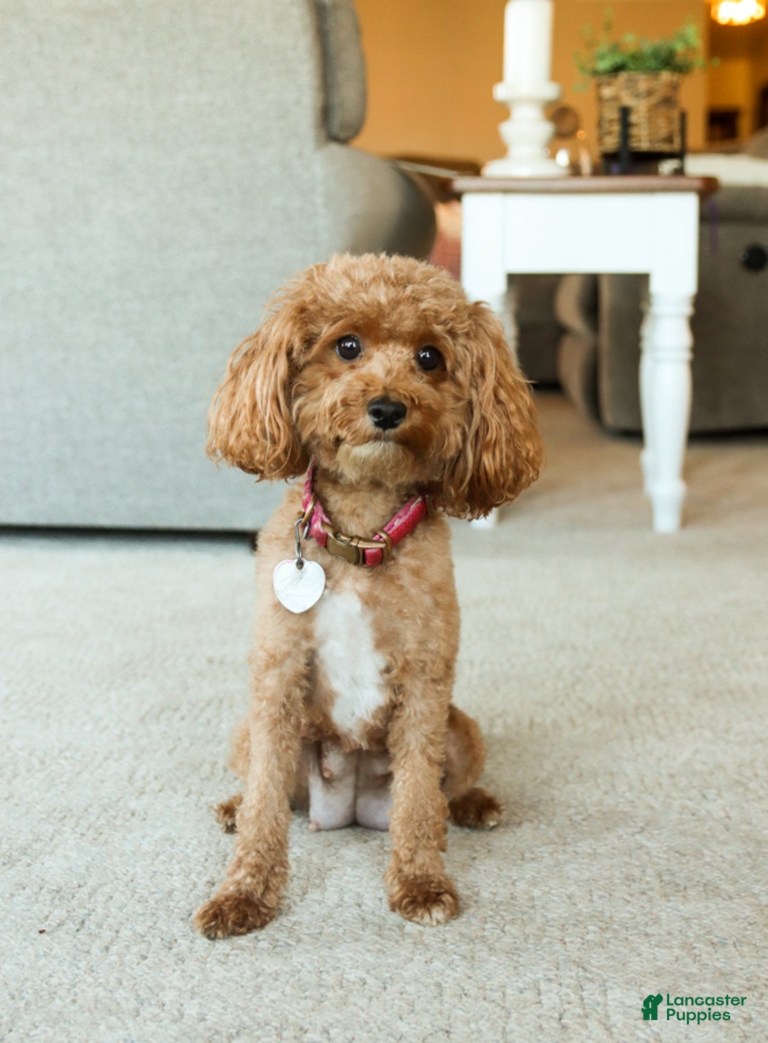 Mini Goldendoodle dogs for sale: Chloe - Image 12
