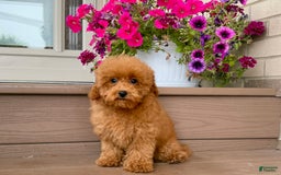 Maltipoo dogs for sale: Gorgeous - Image 17