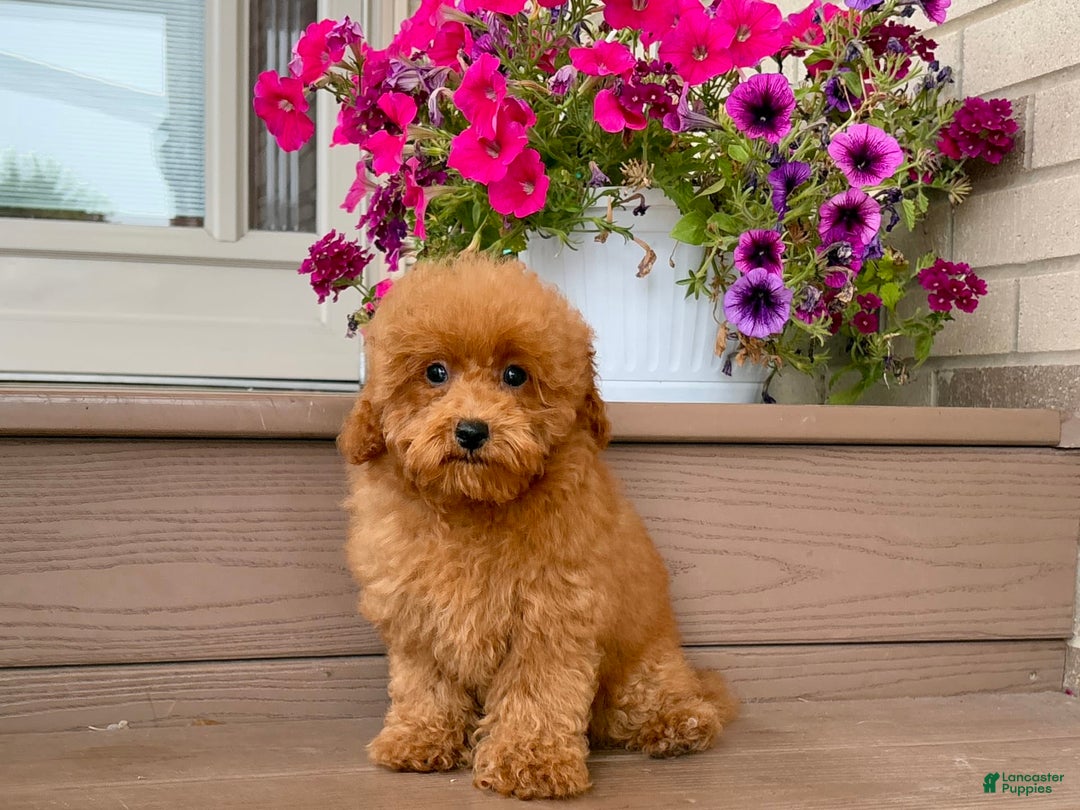 Maltipoo dogs for sale: Gorgeous - Image 17