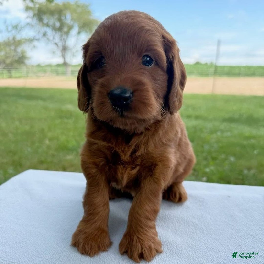 Mini Goldendoodle dogs for sale: Calvin - Image 1