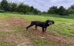 Doberman Pinscher dogs for sale: Hunter - Image 4