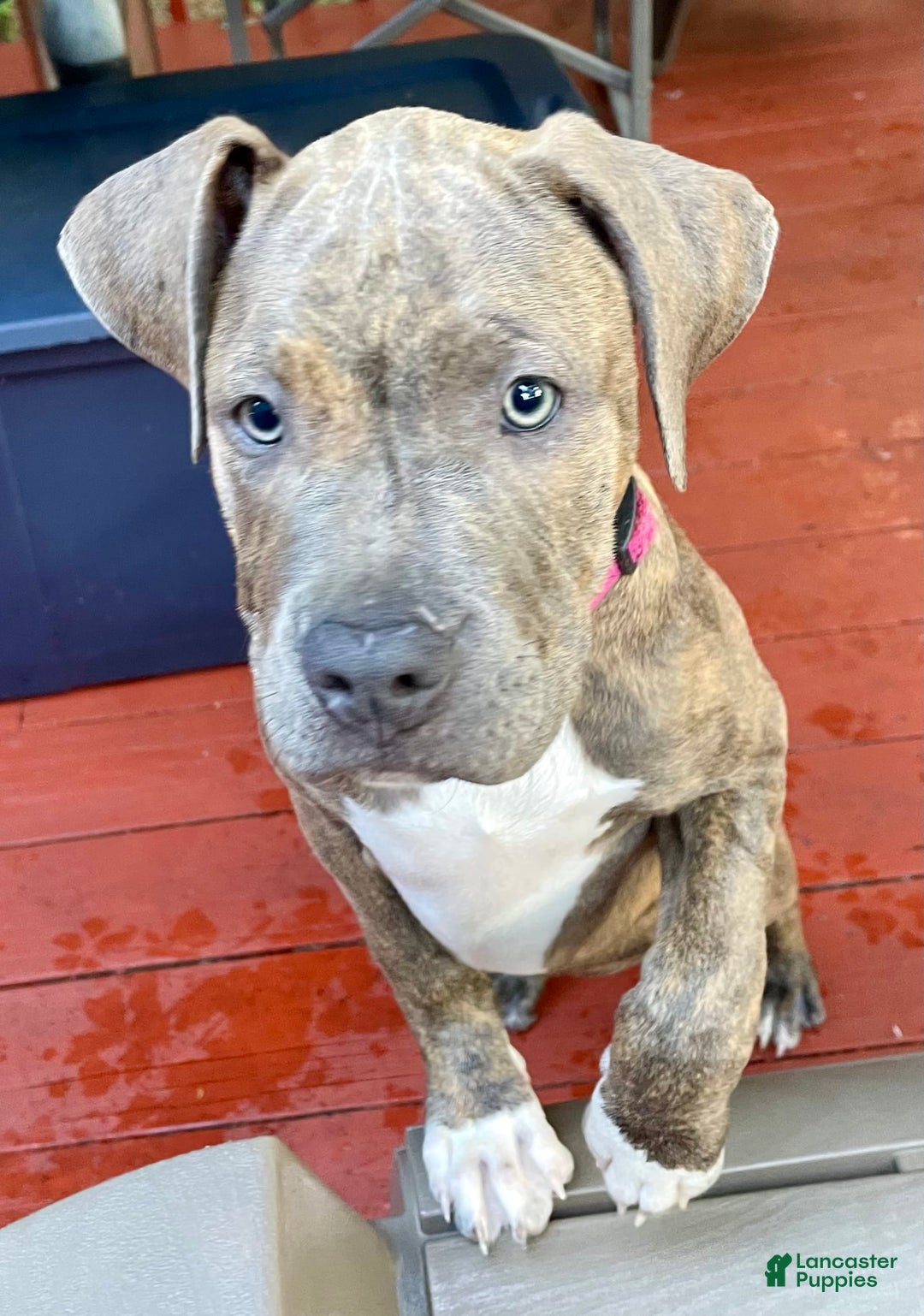 American Bully dogs for sale: Majestic - Image 11