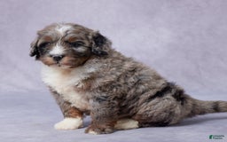 Mini Bernedoodle dogs for sale: Jace - Image 4