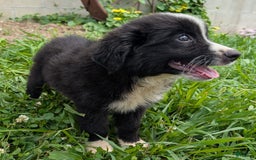 Miniature Australian Shepherd dogs for sale: Elephant Ear - Image 8