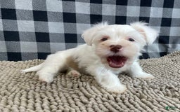 Havanese dogs for sale: Judy - Image 5