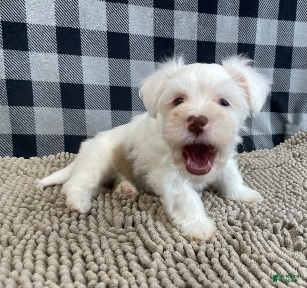 Havanese dogs for sale: Judy - Image 5