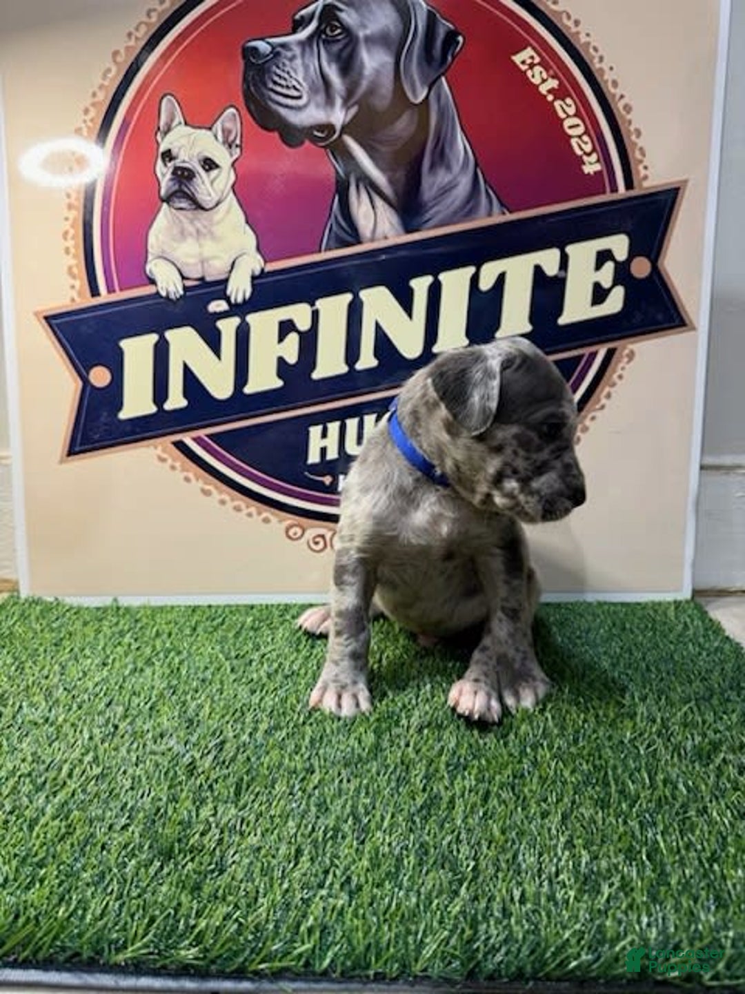 Cane Corso dogs for sale: Cane Corso 5 puppies - Image 1
