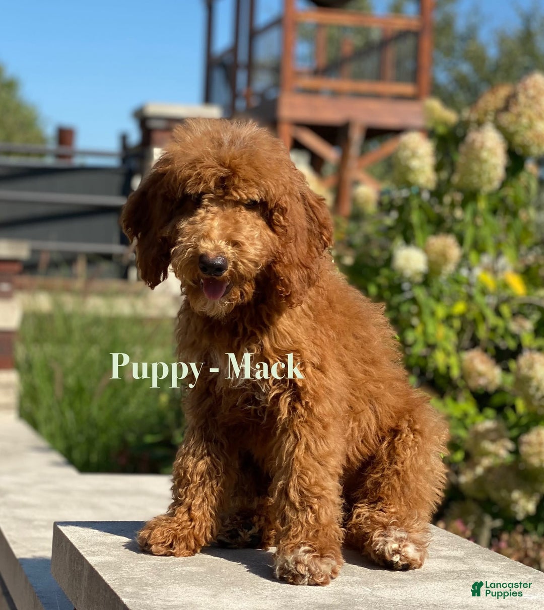 Goldendoodle dogs for sale: Ranger - Image 12