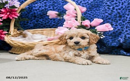 Cavapoo dogs for sale: Bailey - Image 4