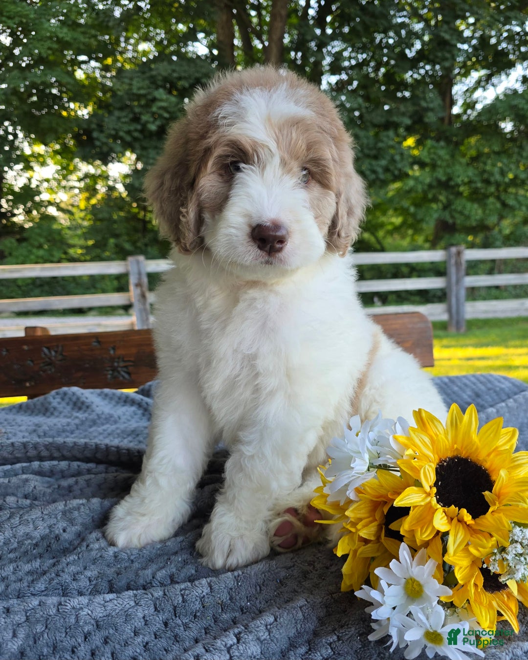 Newfypoo dogs for sale: Bailey - Image 5