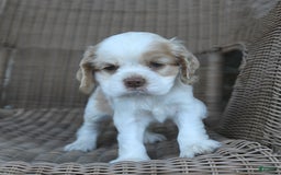 Cocker Spaniel dogs for sale: Royal - Image 3