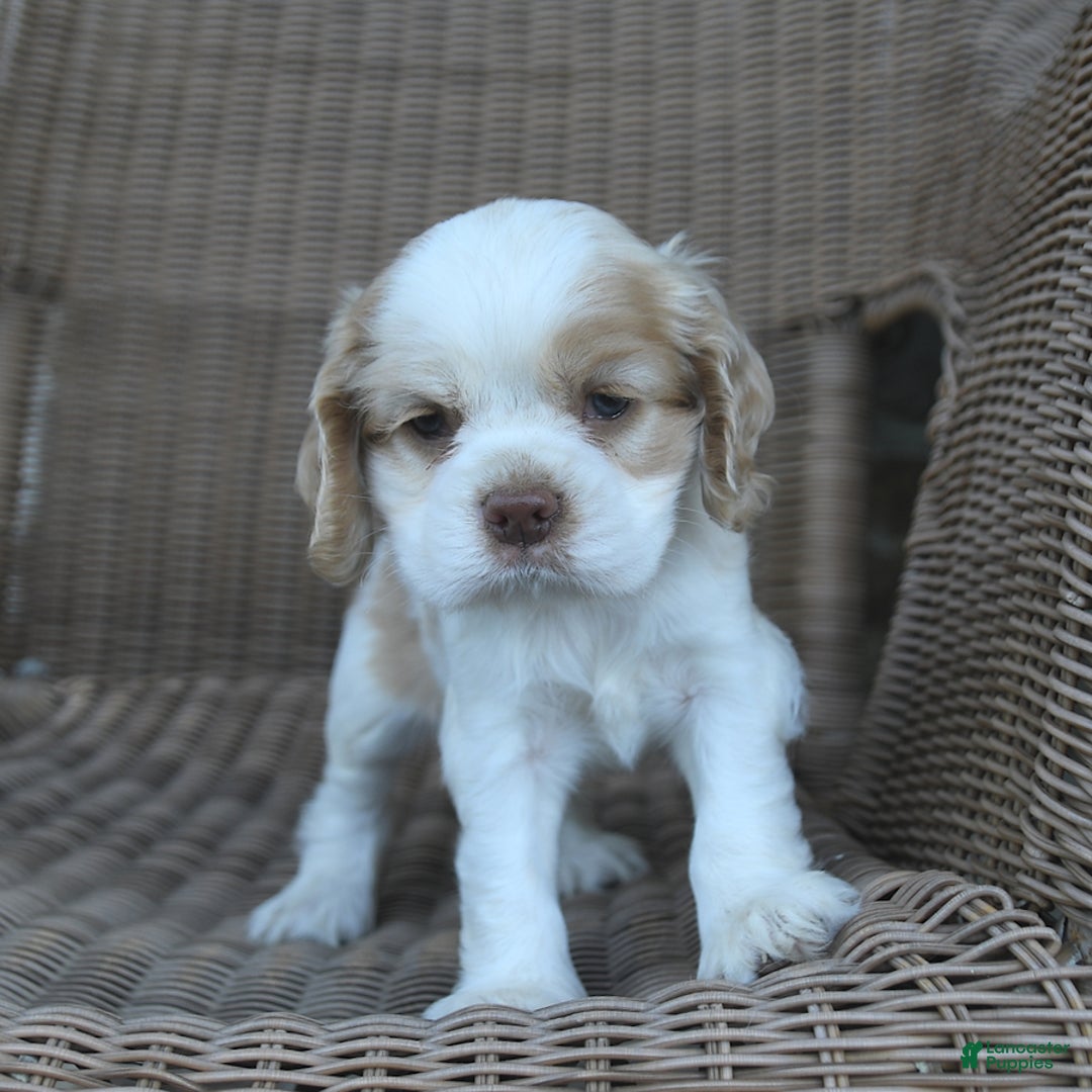 Cocker Spaniel dogs for sale: Royal - Image 3