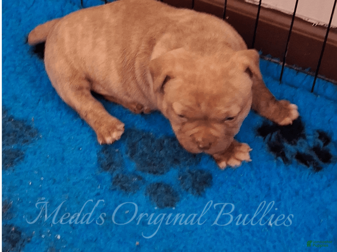American Bully dogs for sale: Bravo - Image 3