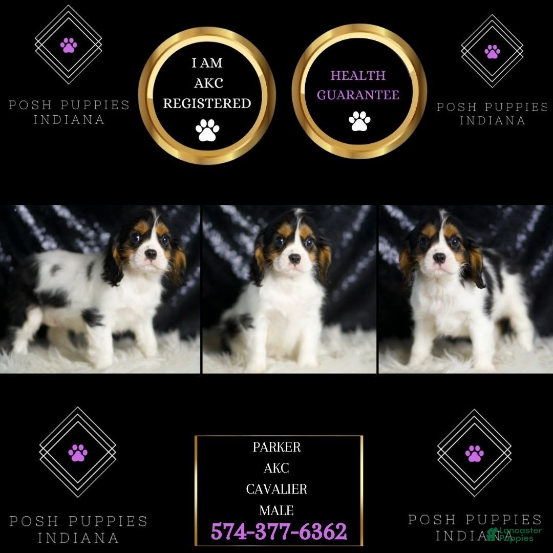 Cavalier King Charles Spaniel dogs for sale: Parker - Image 14