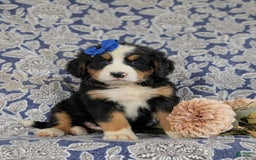 Bernese Mountain Dog dogs for sale: Emilee - Image 7