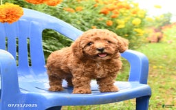 Toy Poodle dogs for sale: Jill - Image 1