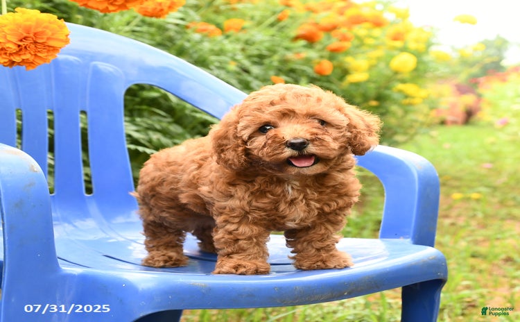 Toy Poodle dogs for sale - Ad 5