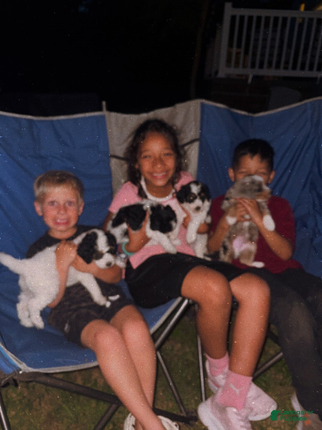 Mini Aussiedoodle dogs for sale: Avalon - Image 2