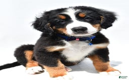 Bernese Mountain Dog dogs for sale: Kayle - Image 2