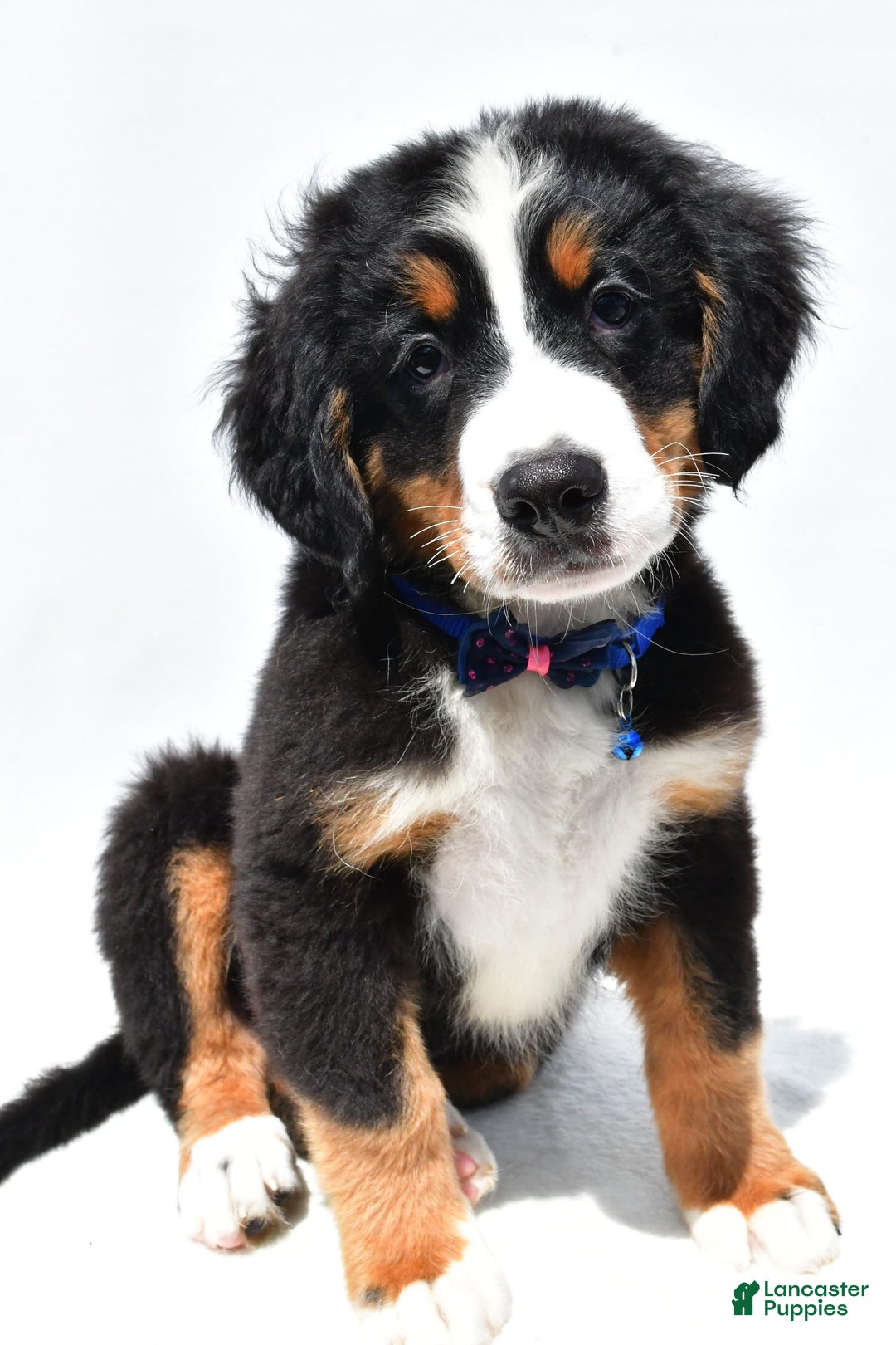 Bernese Mountain Dog dogs for sale: Kayle - Image 2