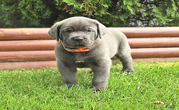 Cane Corso dogs - Advert 14