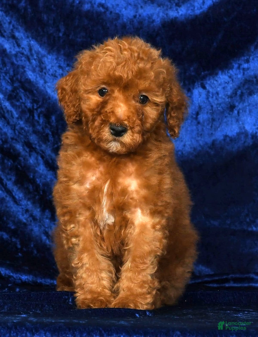 Mini Goldendoodle dogs for sale: Duke - Image 1