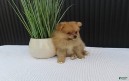 Pomeranian dogs for sale: Sandy - Image 8