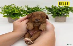 Mini Goldendoodle dogs for sale: Petite Belle - Image 4