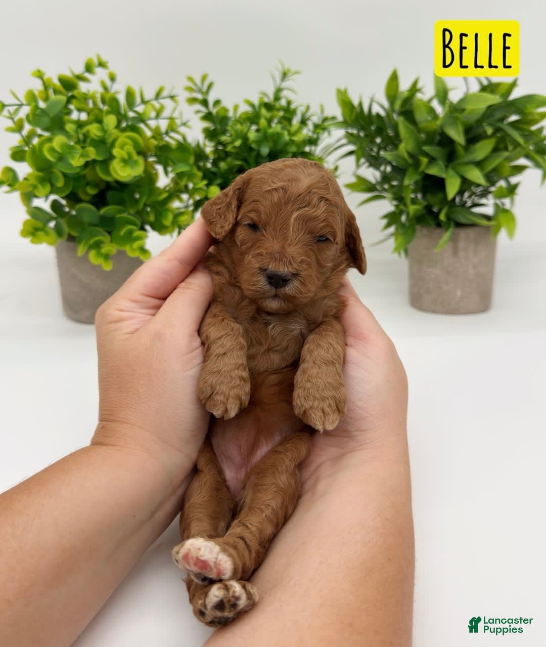 Mini Goldendoodle dogs for sale: Petite Belle - Image 4