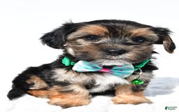 Morkie dogs for sale: Hickory - Image 2