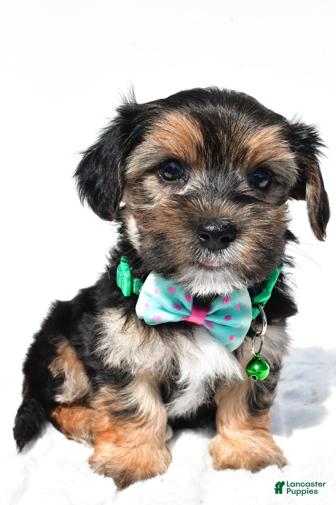 Morkie dogs for sale: Hickory - Image 2