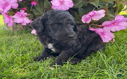 Standard Poodle dogs for sale: Roman - Image 1