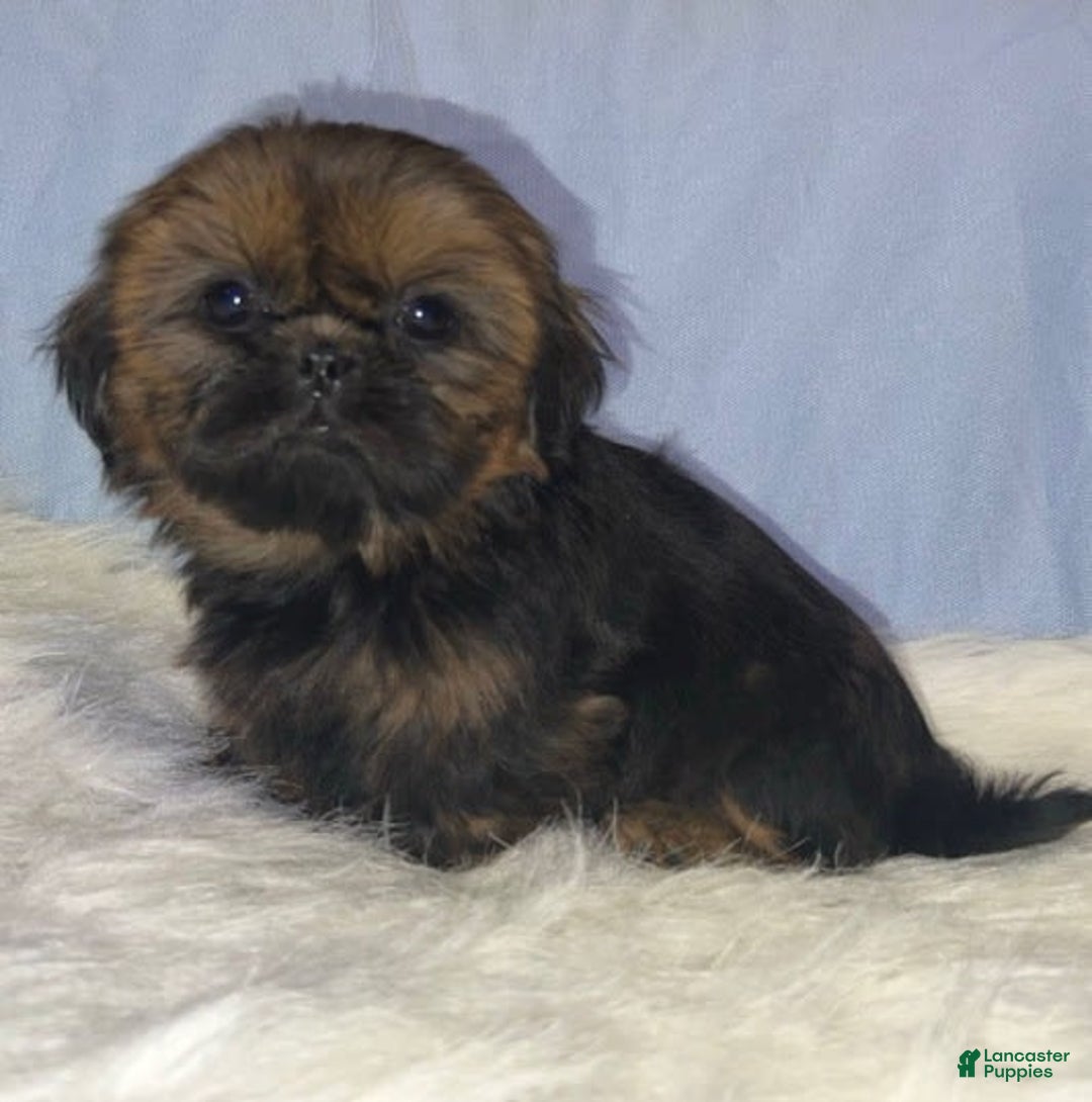 Shih Tzu dogs for sale: Leah - Image 1