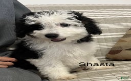 Mini Aussiedoodle dogs for sale: Shasta - Image 2