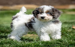 Cavapoo dogs for sale: Timon - Image 8