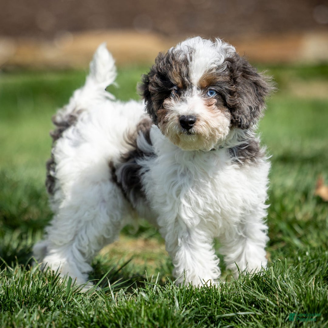 Cavapoo dogs for sale: Timon - Image 8