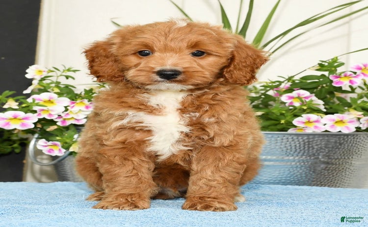 Mini Goldendoodle dogs for sale - Ad 1