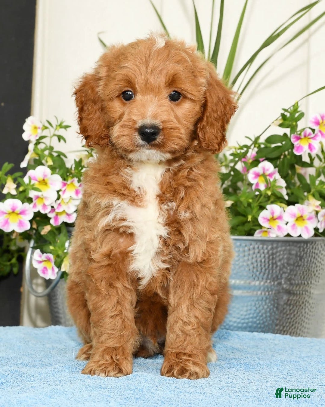 Mini Goldendoodle dogs for sale: Qbert - Image 1