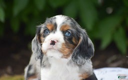 Cockalier dogs for sale: Reba - Image 12